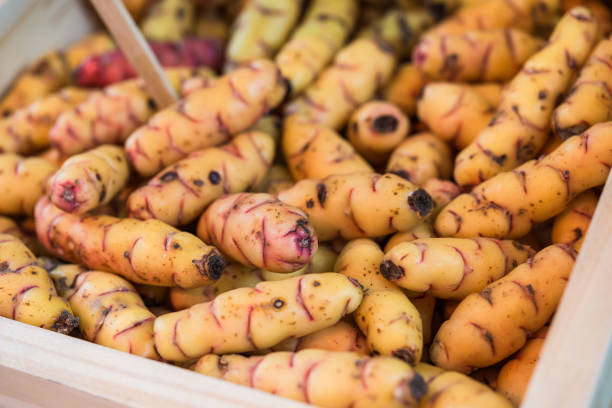 Organic New Zealand yams or oca vegetables on display in wooden box at a street food market fair festival stock photo