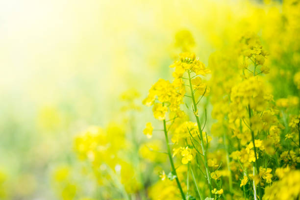 春の美しい菜種の花