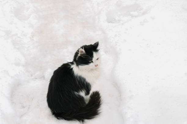 istock black and white cat sits in the snow 1064774808
