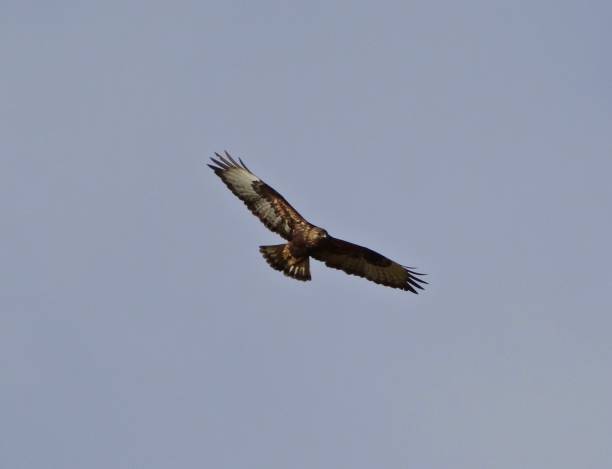 oregon dark rough-legged hawk - rough legged hawk bird of prey hawk animals in the wild imagens e fotografias de stock