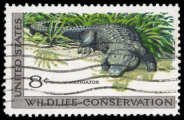 Alligator Wildlife Conservation Stamp  chinese alligator alligator sinensis stock pictures, royalty-free photos & images