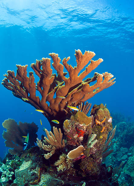 underwater coral reef elkhorn - acropora palmata stockfoto's en -beelden