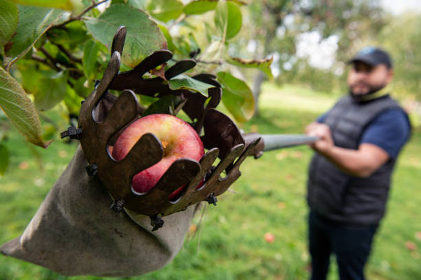 hand of an elderly woman holding three organically grown apples, organic agriculture concept