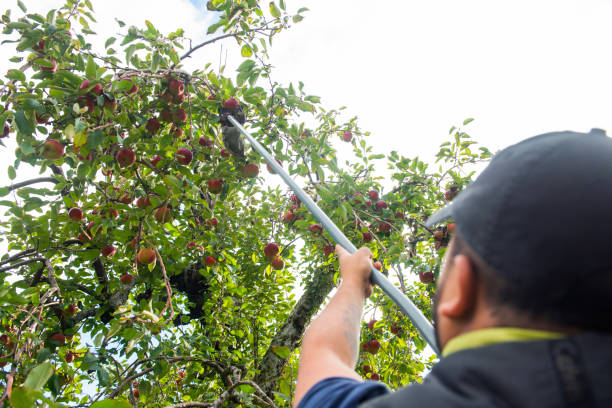 This is a color photograph of a Mexican man in his 20’s apple picking in upstate New York during autumn.