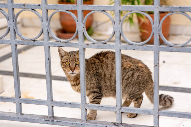 Beautiful stray cat in Plaka in Athens, Greece
