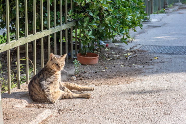 istock Beautiful stray cat in Plaka in Athens, Greece 1064784088