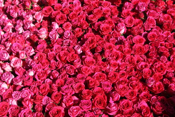 vue abstraite des roses - flower parade photos et images de collection