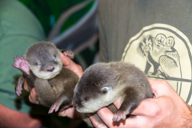 istock Dwarf otter baby in hand 1064785274