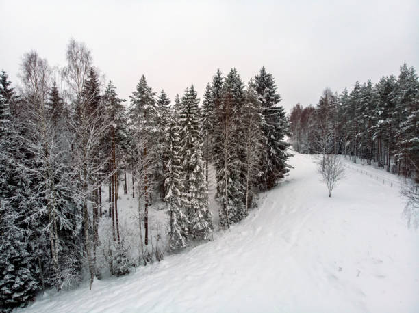 istock Winter in the evergreen forest 1064785690