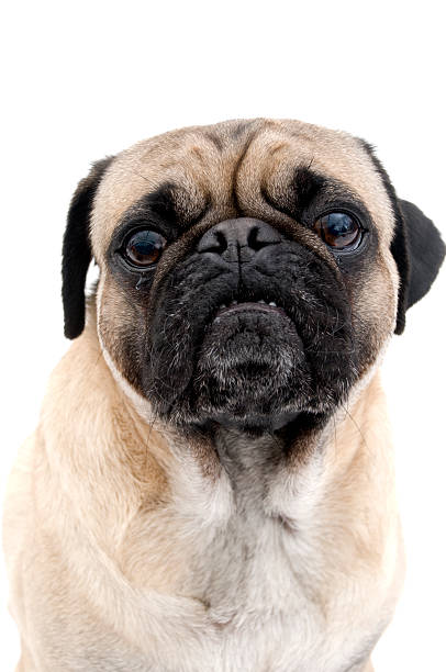 istock Portrait of Pug 106478926