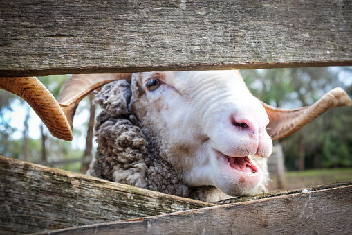 Smiling merino sheep looking through corral at farm land