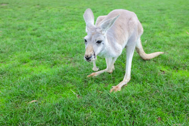 Little white kangaroo stand on green fields, close up