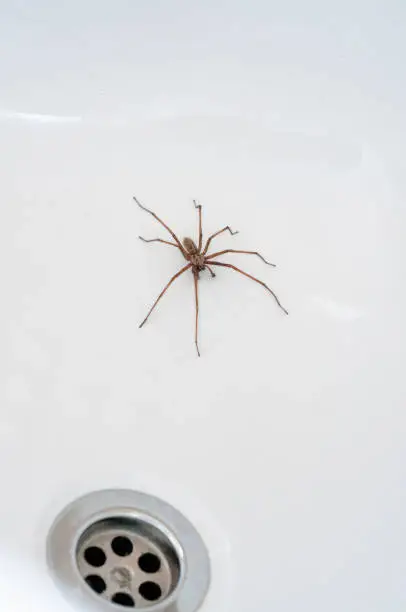 Giant House Spider Near A Plughole