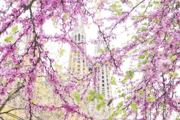 istock cherry blossom trees in barcelona 1064795436