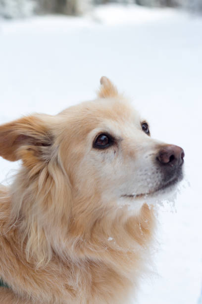 istock little pup portrait in the sun 1064798140