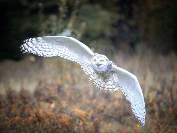 schnee-eule - owl snowy owl snow isolated stock-fotos und bilder