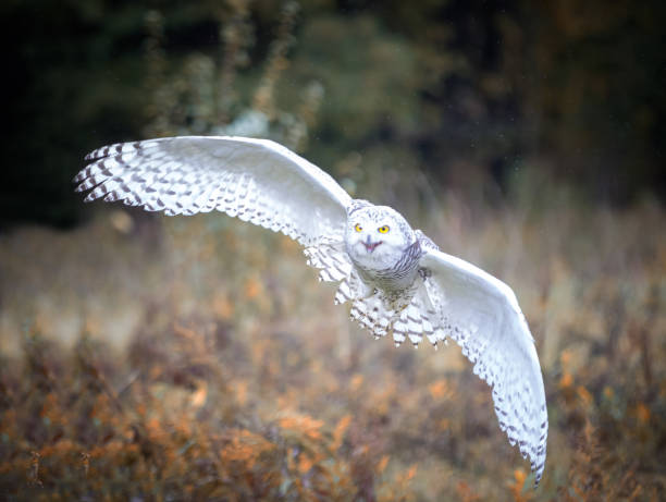 снежная сова - owl snowy owl snow isolated стоковые фото и изображения