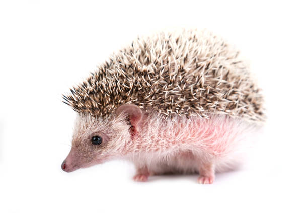 istock african pygmy hedgehog isolated on white background 1064801462