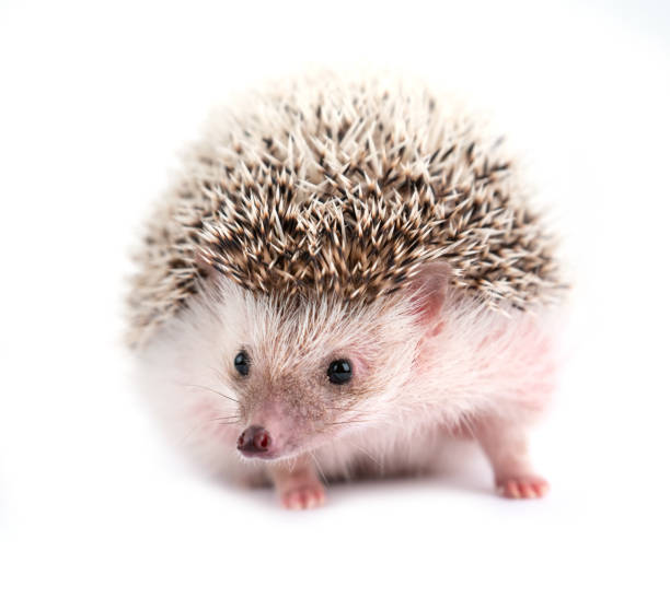 istock african pygmy hedgehog isolated on white background 1064801470