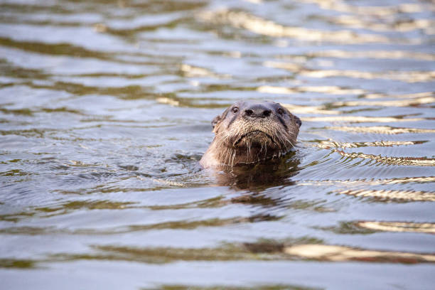 istock Juvenile River Otter Lontra canadensis 1064802192