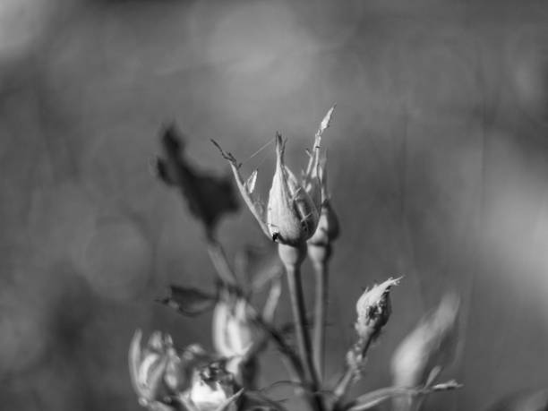 istock undisturbed roses in the garden macro 1064803574