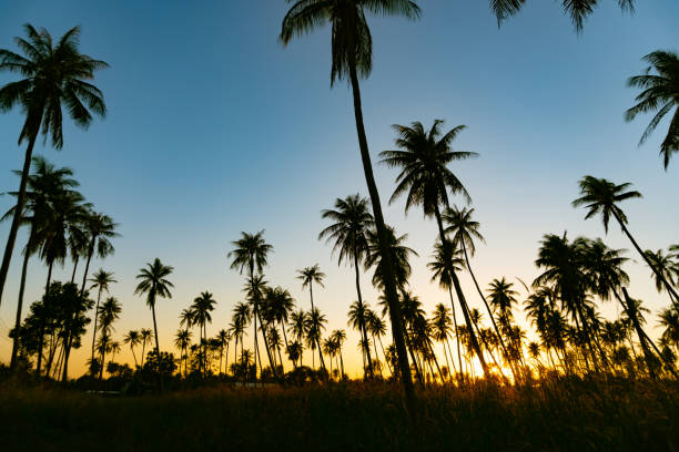 istock Silhouette coconut palm trees with sunset and flare sky background. 1064803798