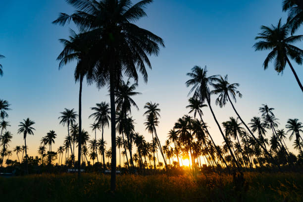 istock Silhouette coconut palm trees with sunset and flare sky background. 1064803886