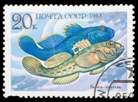UKRAINE - CIRCA 2017: A stamp printed in Cuba, shows aquarium fish Chaetodon sedentarius close-up, circa 1985