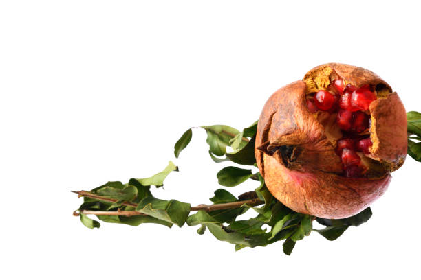 Extreme close-up of Ripe Pomegranate with leaf, isolated on white with clipping path.
