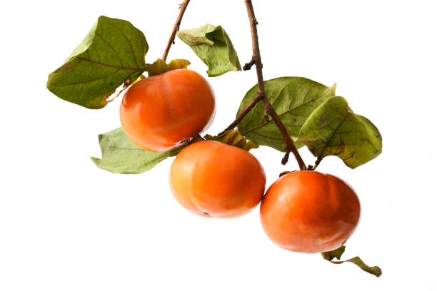 Close-up of Ripe Persimmon with leaf isolated on white with clipping path.