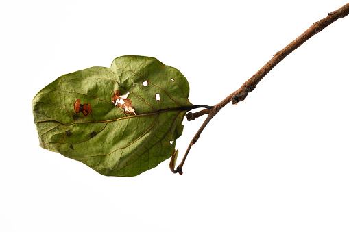Persimmon leaf with branch isolated on white with clipping path.