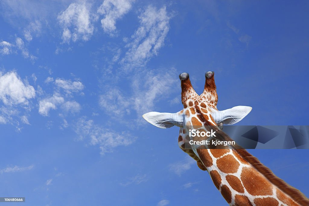 Giraffe  Africa Stock Photo