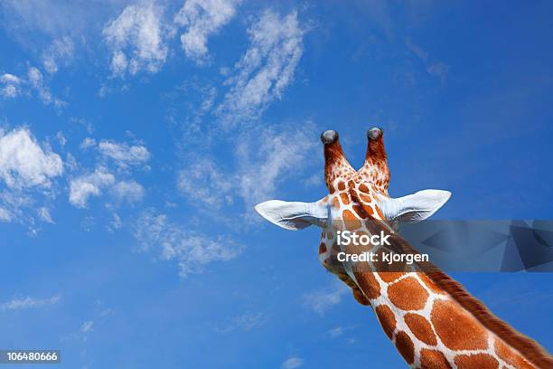 Giraffe Stock Photo - Download Image Now - Africa, Animal, Animal Body Part