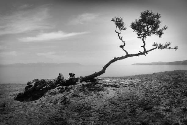 istock Beautiful landscape with a lonely tree. Black and white landscape with a tree 1064807518