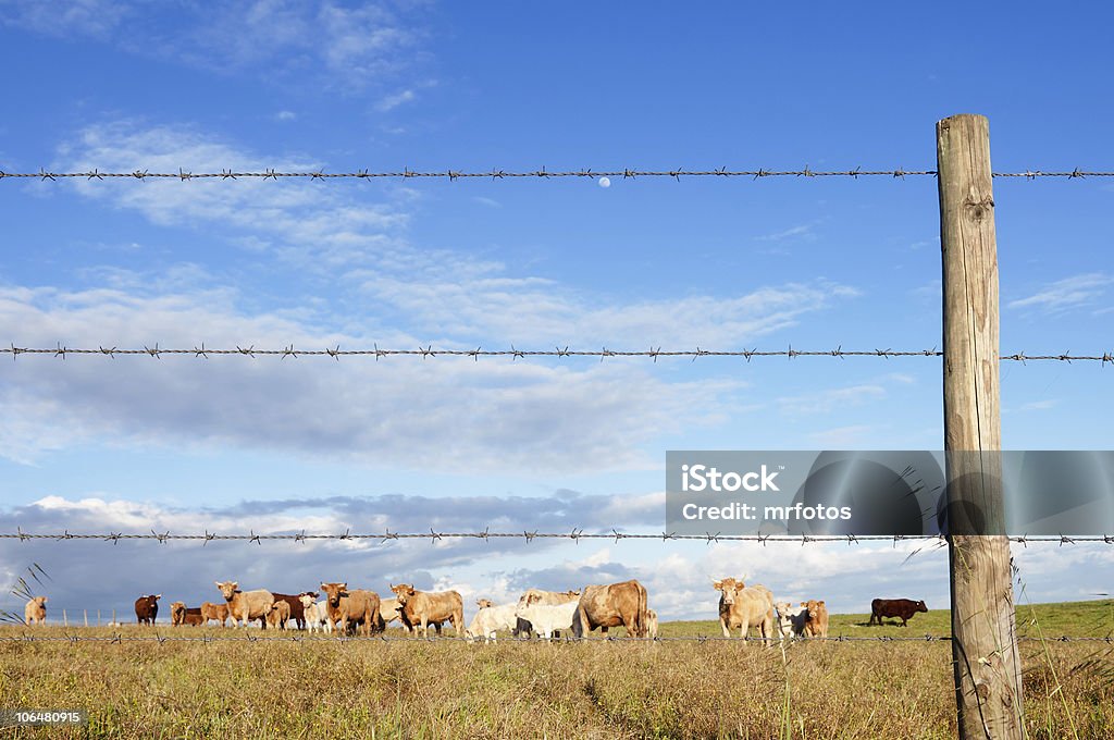 Mandria di bovini - Foto stock royalty-free di Agricoltura