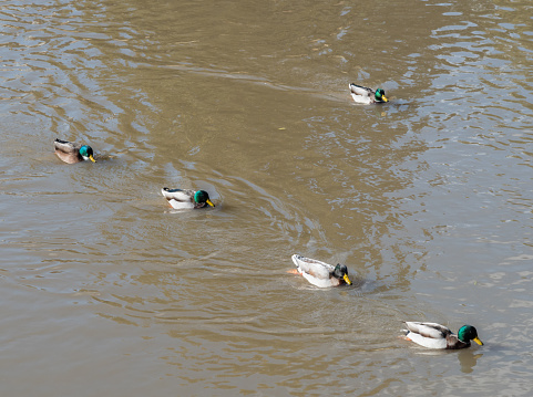 All ducks in a row and a single rebel