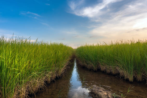 istock landscape photography sunset at the rice fields. 1064813992