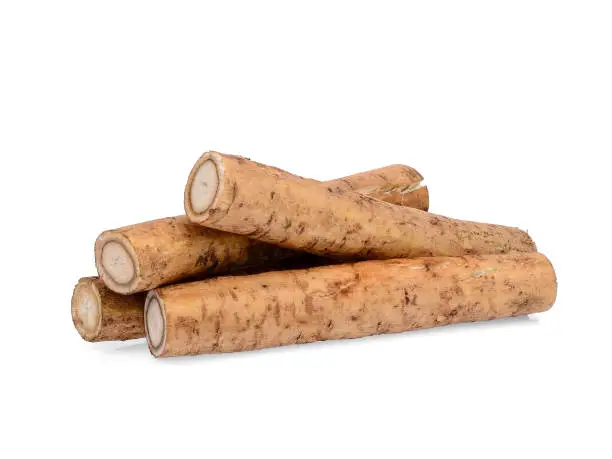burdock roots or kobo isolated on white background