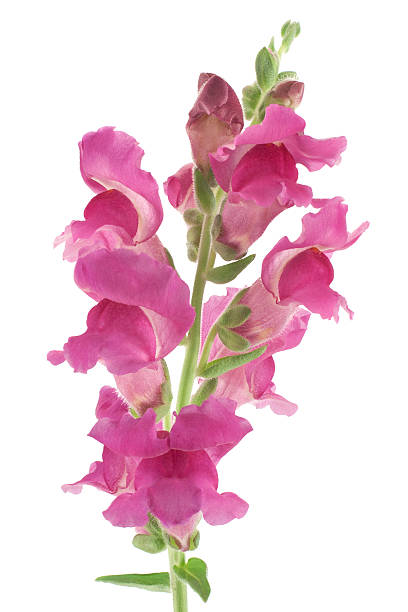 розовый антирринум цветок на белом фоне - snapdragon стоковые фото и изображения
