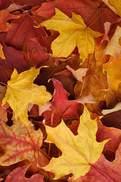 istock Dry Autumn Leaves 106481840
