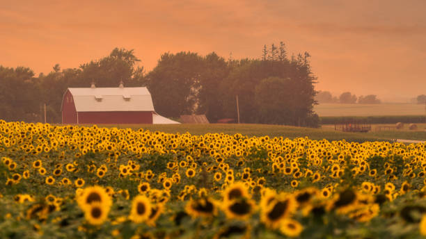 istock Sunflower field at sunset 1064819466