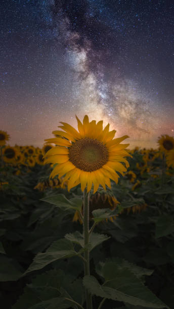 istock sunflower with milky way at night 1064819646