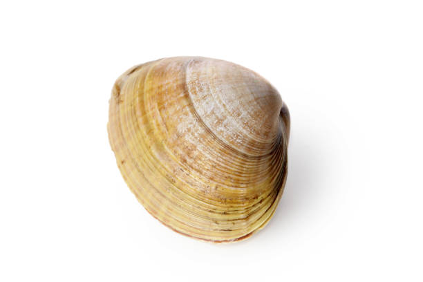 istock Hard duck, quahog isolated on white background 1064819668