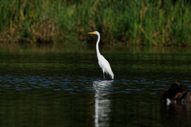 istock Standing Great Egret Reflecting in the Water 1064820200