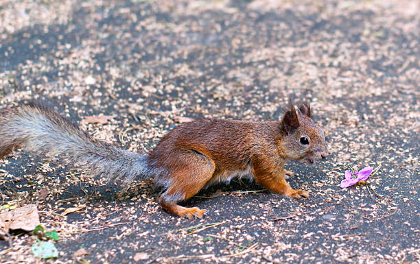 Red Squirrel Looking at Flower stock photo