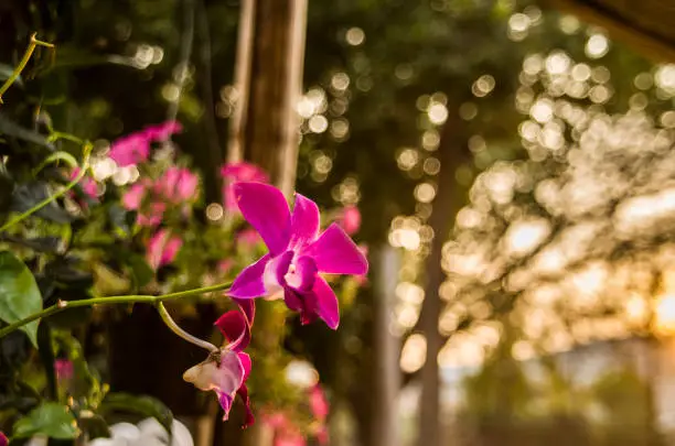 This is  pink Orchid flowers with natural light in my garden at Chiang Mai,Thailand.