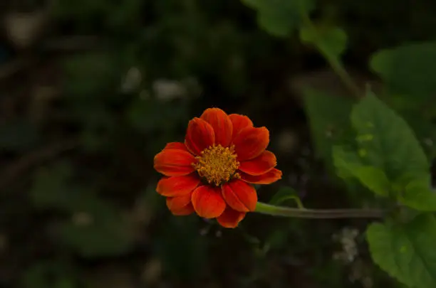 This is an close up orange flower in my garden at Ratchaburi,Thailand.