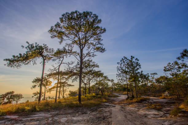 istock The pine forest at Phu Kradueng 1064826760
