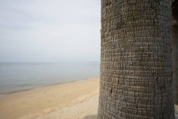 palm tree and the sea and beach background