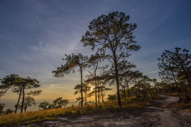 istock The pine forest at Phu Kradueng 1064829688